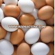 best quality Fresh table eggs for sale at very cheap price