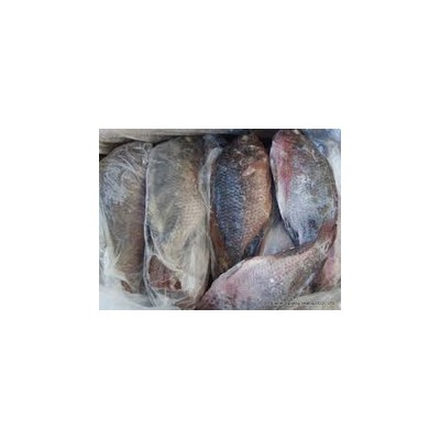 Frozen Ribbon fish,Frozen Eel Fish,Whole Round Tilapia Fish,Frozen Salmon Fish