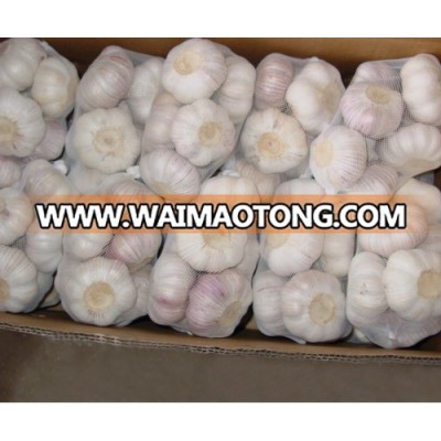 Quality Fresh Pure White Garlic, Normal White Garlic, Peeled Garlic, Garlic Powder