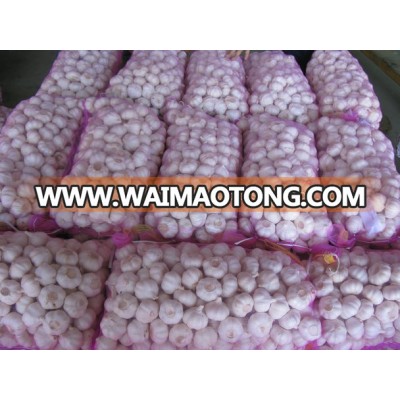 Good Discount price Fresh High Quality Natural Garlic for Sale