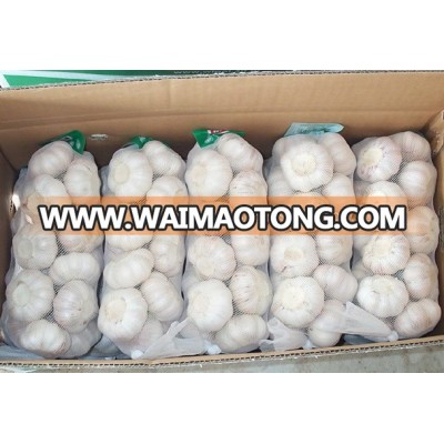 Hot Sale Natural Fresh Normal White Garlic / pure white and Red fresh garlic