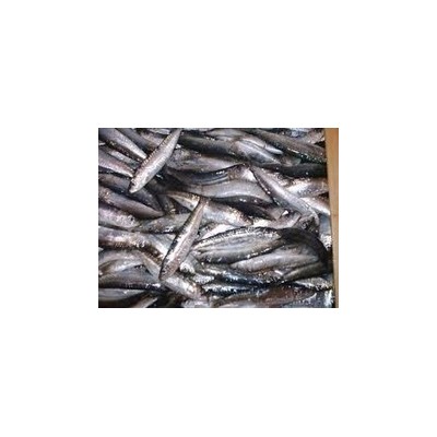 Sardine(sardinella Logiceps), Mackerel,Lizard fish,Lether jacket fish,Barracuda