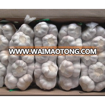 Grade AA Quality Fresh Normal White Garlic / Fresh Garlic / Big Size Garlic Ready for sale